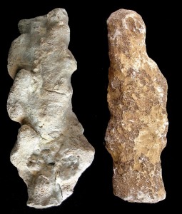 Fragmentos de Porites sp. de dos arrecifes tortonienses de Molina de Segura