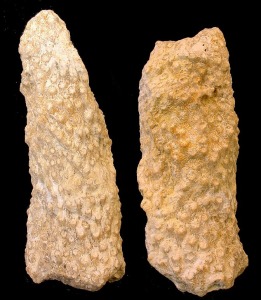 Fragmentos de colonias ramificadas de Tarbellastrea procedentes de arrecifes tortonienses de Mula.