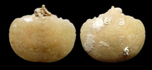 Ejemplar actual del braquiópodo Mergelia truncata, extraído de a unos 80 metros de profundidad, en la costa de Águilas. Vistas dorsal y ventral.