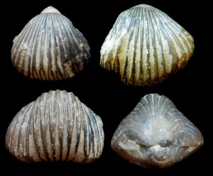 Tetrarhynchia sp. del Lías de Fortuna. Arriba: vistas dorsal y ventral. Abajo: vistas anterior y posterior. 