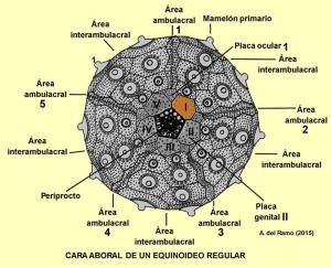 Partes de la cara superior (aboral) de un equinoideo endocclico.