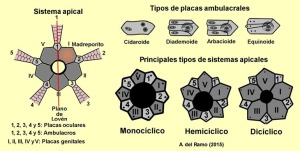 Esquema de los principales elementos de clasificacin de los equinoideos endocclicos