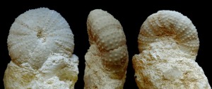 Schizechinus sp. 