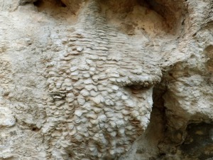 Colada de microgours generada por la precipitacin de carbonatos procedentes de de aguas con cido carbnico, que disuelven las rocas calizas