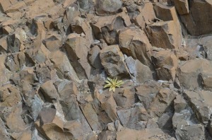 Detalle de las columnas de lamproita. Los colores azules son de minerales formados por la alteracin qumica reciente de la roca