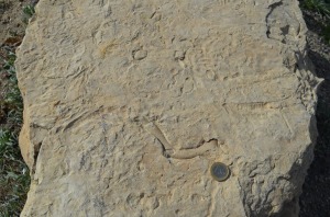 Arenisca con pistas de organismos marinos que deambularon sobre el fondo marino  hace unos 7 M.a. 