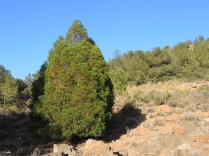 Monte de las Cenizas (Parque Regional de Calblanque)