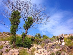 Barranco del Moro (Parque Regional de Calblanque)