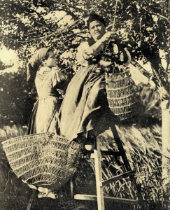 La Seda. Capullos de seda