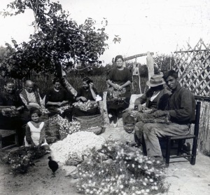 Crianza del gusano de seda y extraccin de hijuela Archivo General de la Regin de Murcia