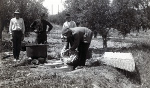Huertanos secando capullos Archivo General de la Regin de Murcia