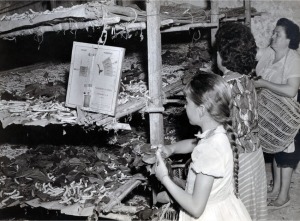 Crianza del gusano en andanas con aparatos de control medioambiental facilitados por la Estacin Sercicola. Archivo fotogrfico Felipe Gonzlez Marn