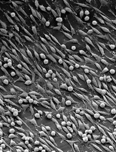 Fibroblastos de ratón creciendo de forma alineada sobre un film de fibroína de seda texturizada con microrranuras