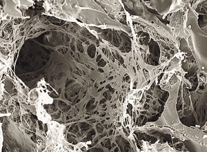 Micrografía de barrido de las células creciendo en el entramado poroso de fibroína