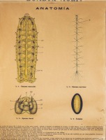 Anatomía y estructura del gusano de seda