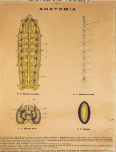 Anatoma y estructura del gusano de seda