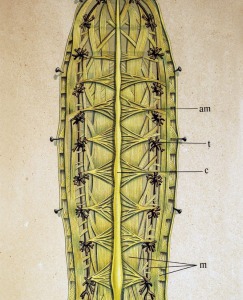 Anatoma y estructura del gusano de seda
