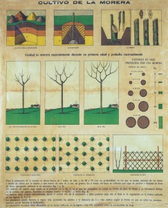 Cultivo de la Morera