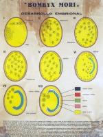 Desarrollo embrional del gusano de seda