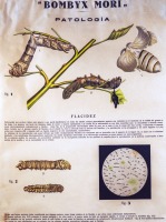 Descripción de las patologías que afectan al gusano de seda