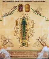 Estudio gráfico de la metamorfosis y anatomía de la mariposa