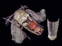 Mariposa macho y mariposa hembra de Bombyx mori L.