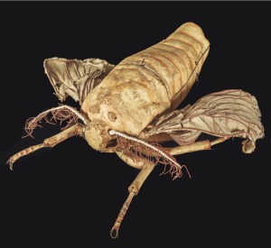 Mariposa macho y mariposa hembra de Bombyx mori L.