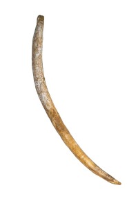 MAM X - Defensa de Anancus (mastodonte)
