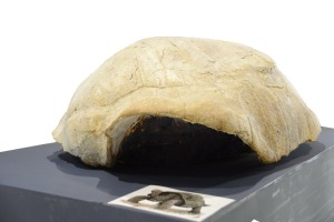 MAM X - Caparazn fsil de Titanochelon sp. (tortuga gigante)