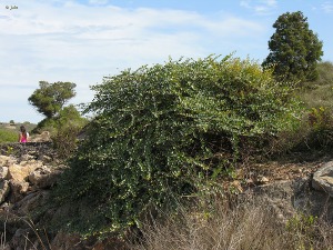 Atamara (Parque Regional de Calblanque)