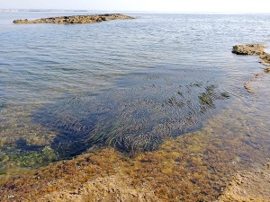 Resultado de imagen de posidonia san pedro del pinatar