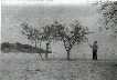 Ram�n El Aguja y su nieto cogiendo almendras