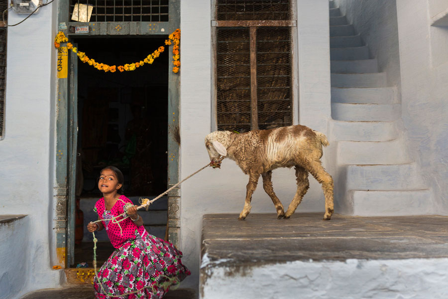 Una niña juega con un cordero en Bukaraya Samudram