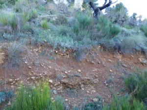 Suelo de color rojo intenso sobre sedimentos coluviales. Estos suelos son antiguos pues requieren para su formacin ms humedad que la actual