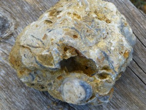 Detalle de una roca del Cretcico inferior formada por acumulacin de rudistas