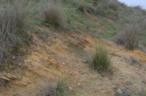 Detalle de los estratos inclinados de areniscas marinas