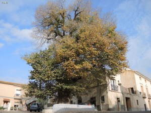 Plaza del Lavador (Librilla)