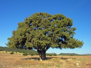 Caada de la Cruz (Moratalla)