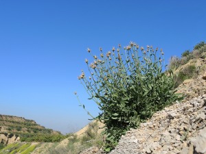 Campos de Los Ramos (Murcia)