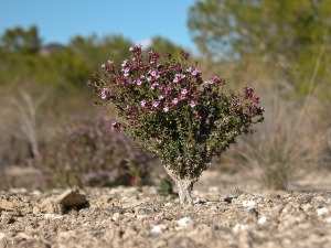 Subdesiertos de Lo Pareja (Puerto de la Cadena de Murcia)