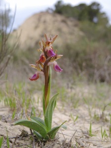 ORQUÍDEA POBRE, ORQUIDILLA, ORQUÍDEA DE LA COLINA. Orchis collina  (Anacamptis collina, Vermeulenia collina) [Orchidaceae] - Región de Murcia  Digital