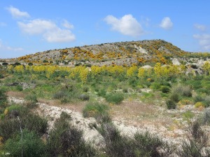 Campos de Lo Pareja (Murcia)