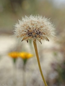 Campos de Lo Pareja (Murcia)