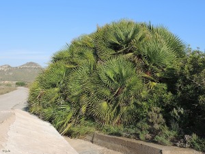 Parque Regional de Calblanque