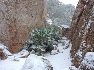 La Panocha de la Cresta del Gallo (Parque Regional El Valle)