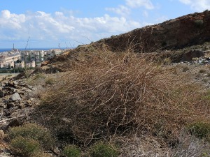 Cabo de Palos