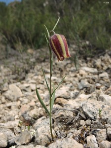 Santa Ana (Jumilla)