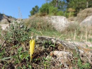 Collado Mangueta (Parque Regional de Sierra Espua)