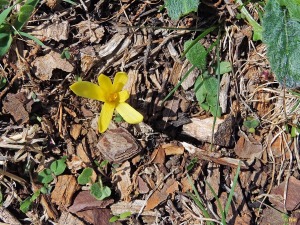 Collado Mangueta (Parque Regional de Sierra Espua)