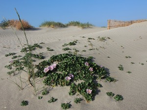 La Manga (San Javier)